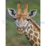African Giraffe (image for) African Giraffe